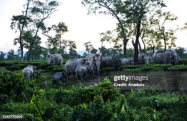 Herd of wild elephants grazes in the Tea Estate in Golaghat District of northeastern Indian state of Assam on August 19, 2022. Assam has the...