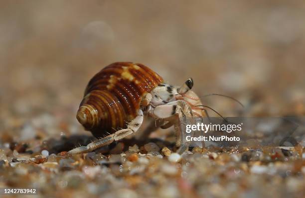 Hermit crab is seen at the beach in Galle in Sri Lanka on August 28, 2022. Hermit crabs are anomuran decapod crustaceans of the superfamily...