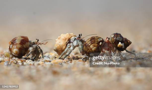 Hermit crabs are seen at the beach in Galle in Sri Lanka on August 28, 2022. Hermit crabs are anomuran decapod crustaceans of the superfamily...