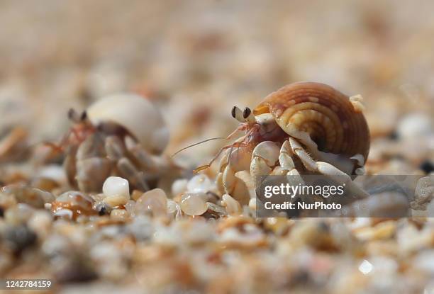 Hermit crabs are seen at the beach in Galle in Sri Lanka on August 28, 2022. Hermit crabs are anomuran decapod crustaceans of the superfamily...