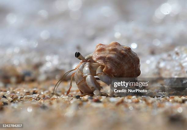 Hermit crab is seen at the beach in Galle in Sri Lanka on August 28, 2022. Hermit crabs are anomuran decapod crustaceans of the superfamily...