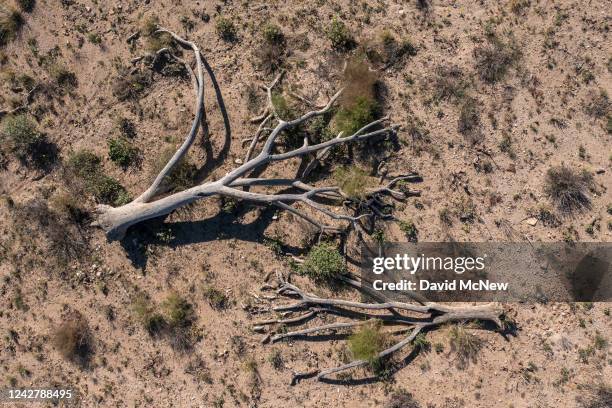 In an aerial view, dead Joshua trees are seen in the eastern Mojave Desert on August 28, 2022 east of Baker, California. Scientists say that climate...