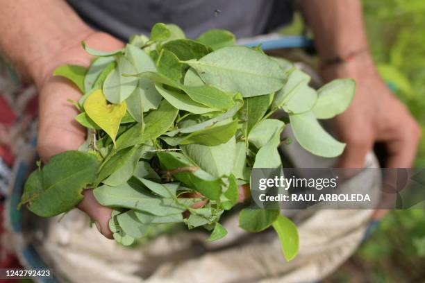 Raspachin works in a coca crop in Catatumbo, Norte de Santander Department, Colombia, on August 20, 2022. - The Catatumbo region is home to the...