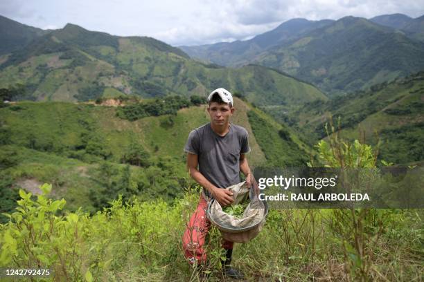 Former rebel of the dissolved Revolutionary Armed Forces of Colombia , Eiber Andrade, collects coca leaves in Catatumbo, Norte de Santander...