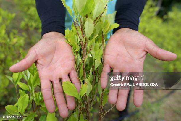 Raspachin shows his hands in a coca crop in Catatumbo, Norte de Santander Department, Colombia, on August 20, 2022. - The Catatumbo region is home to...
