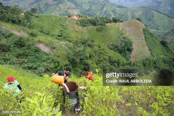 Former rebel of the dissolved Revolutionary Armed Forces of Colombia , Carlos Abril , prepares to fumigate coca crops in Catatumbo, Norte de...