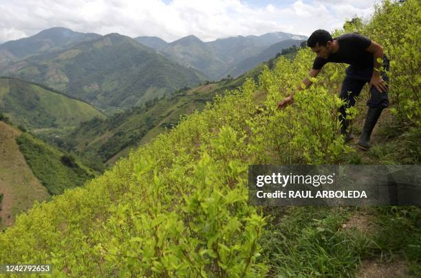 Former rebel of the dissolved Revolutionary Armed Forces of Colombia , Carlos Abril, checks coca crops in Catatumbo, Norte de Santander Department,...