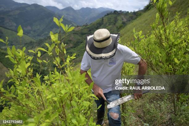 Jose del Carmen Abril, member of the Peasant Association of Catatumbo and coca grower leader, sharpens his "machete" at a coca plantation in...