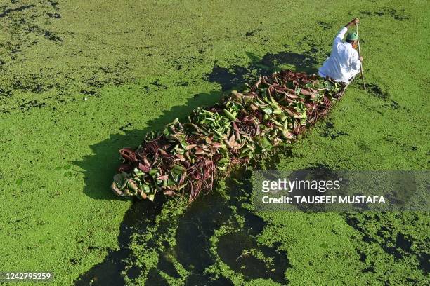 Man rows a boat carrying lotus roots through a polluted portion of Dal Lake in Srinagar on August 29, 2022.