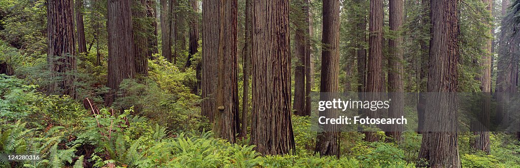 Old-growth redwoods at Jedediah Smith Redwood State Park, California