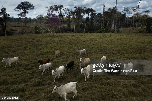 Cattle in an area close to recent deforestation on Luiz Ricardo Fernandes Leon's private property. Acre, Brazil, July 14, 2022.