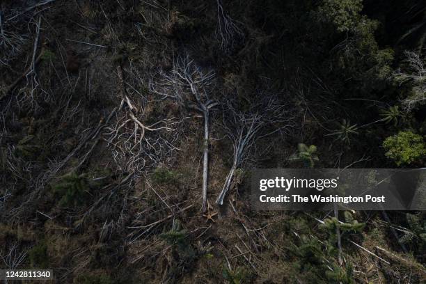 Area of Amazonian forest recently cut down on a private rural property in the interior of the state of Acre. The location was determined by satellite...