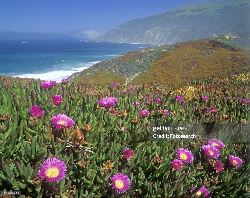 Wildflowers