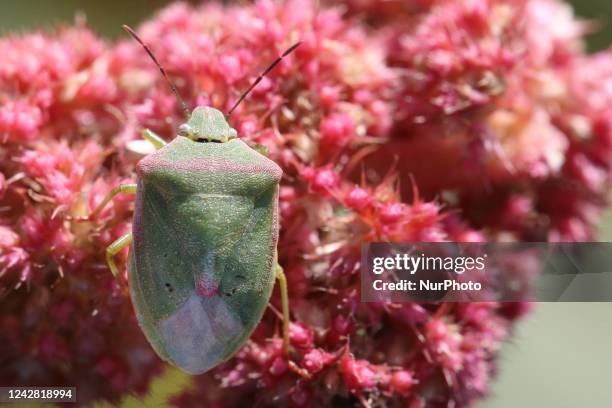 Doug Inkley Red Stink Bug Photos and Premium High Res Pictures - Getty Images