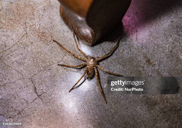 Young female huntsman spider also known as a giant crab spider on the floor at Tehatta, West Bengal; India on . The spiders are known by this name...