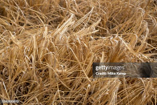 Golden field of barley, ready for harvest on 29th August 2022 in Henley-in-Arden, United Kingdom. Barley, a member of the grass family, is a major...