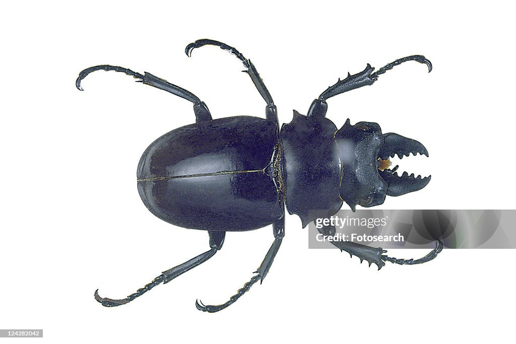 Close-Up, Animal Limb, Black, Beetle, Antennae, Animal Claw