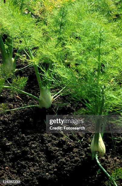 erde, bernhard, cow, day, eat, eating - fenchel stock pictures, royalty-free photos & images