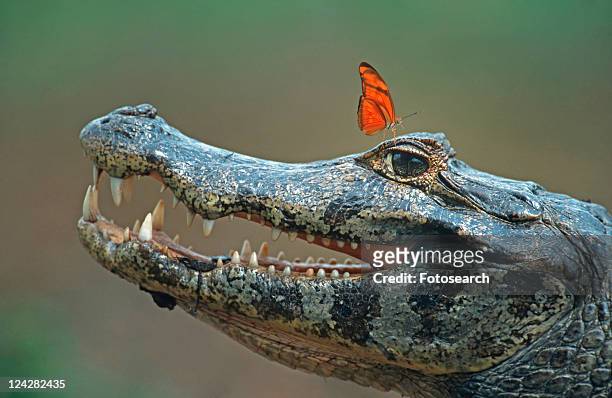 caiman, beautiful, butterfly, brillenkaiman, brazil, advertisement - goliath stock pictures, royalty-free photos & images