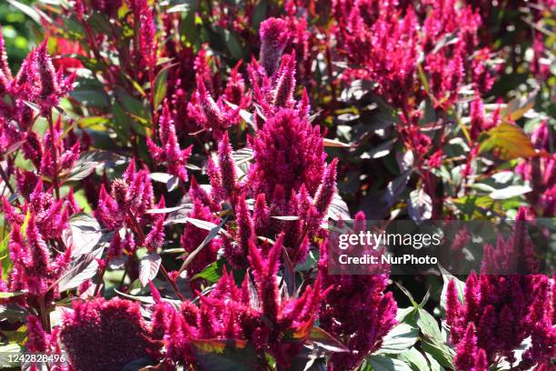 Amaranth flowers growing at a flower farm in Markham, Ontario, Canada, on August 27, 2022.