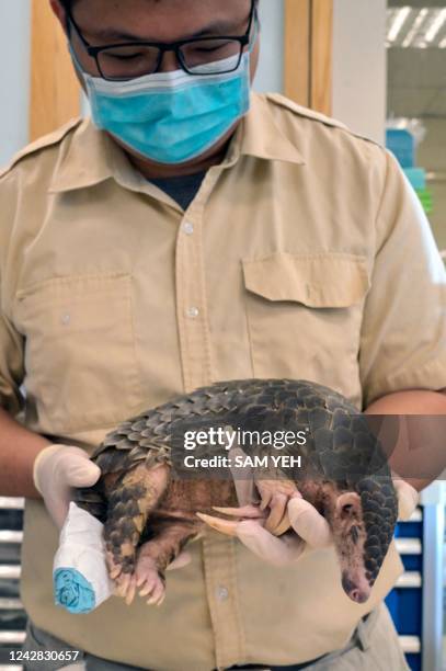 Young pangolin is carried after receiving medical treatment on its tail, believed to have been injured during an attack by dogs, at the Leofoo...