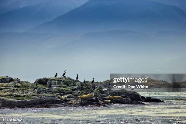 vancouver island british columbia - sea lion stock pictures, royalty-free photos & images