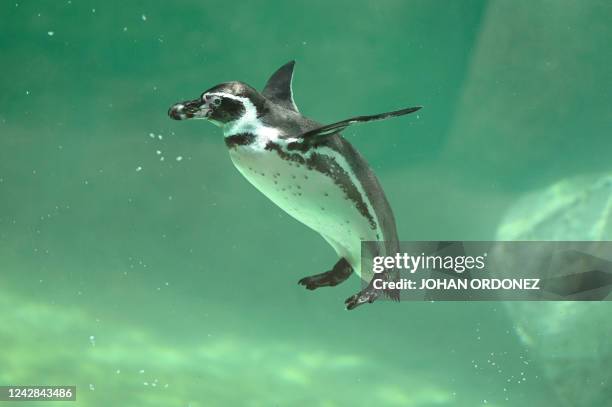 Humboldt penguin swims at La Aurora zoo in Guatemala City on August 31, 2022. - La Aurora zoo presented a four-month-old Humboldt penguin named...