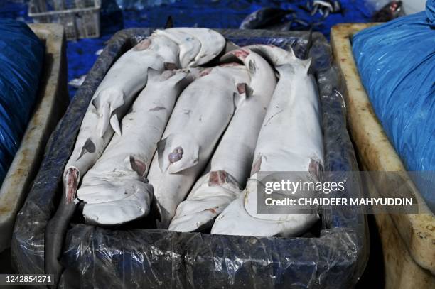 Silky sharks with their fins removed are displayed for sale at a fishing port in Banda Aceh on September 1, 2022.