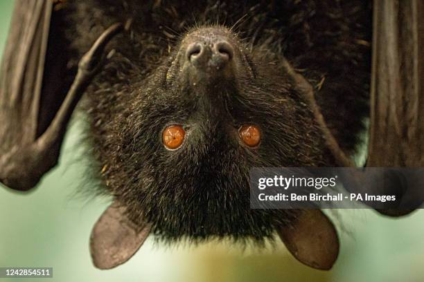 Fruit bat at Bristol Zoo Gardens ahead of its closure in Saturday. The attraction is to close after 186 years and is set to move to a site in south...