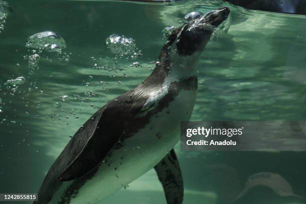 The second penguin hatchling is born at La Aurora Zoo in Guatemala City, Guatemala on August 31, 2022. The birth of a Humboldt penguin at La Aurora...