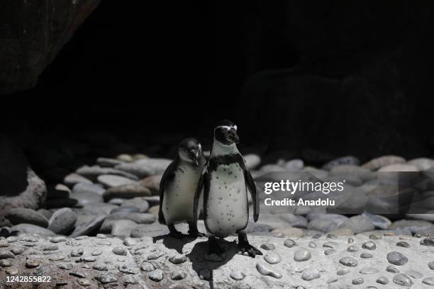 The second penguin hatchling is born at La Aurora Zoo in Guatemala City, Guatemala on August 31, 2022. The birth of a Humboldt penguin at La Aurora...