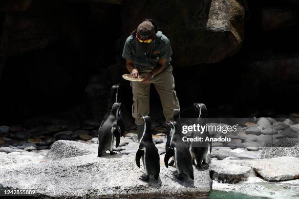 The second penguin hatchling is born at La Aurora Zoo in Guatemala City, Guatemala on August 31, 2022. The birth of a Humboldt penguin at La Aurora...