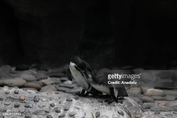 The second penguin hatchling is born at La Aurora Zoo in Guatemala City, Guatemala on August 31, 2022. The birth of a Humboldt penguin at La Aurora...