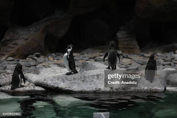 The second penguin hatchling is born at La Aurora Zoo in Guatemala City, Guatemala on August 31, 2022. The birth of a Humboldt penguin at La Aurora...