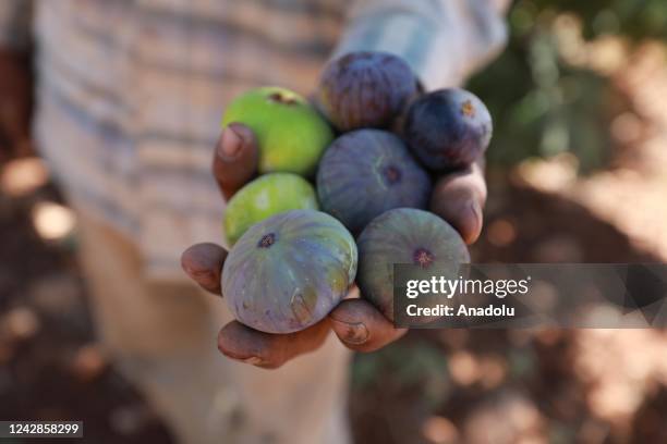 Farmer harvests figs during the harvest season in Silwad town of Ramallah, West Bank on August 24, 2022.