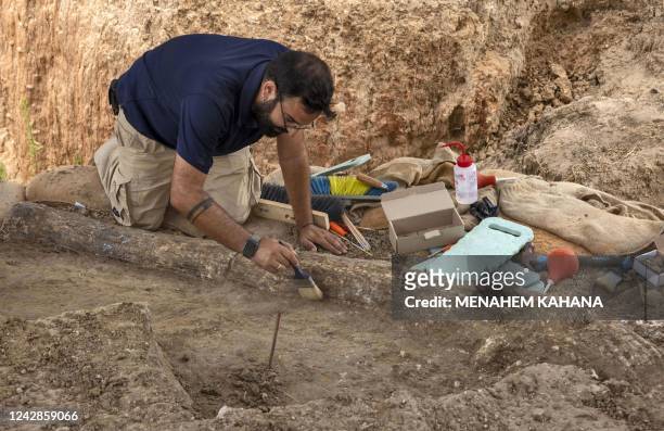 Avi Levy, an archaeologist from Israel Antiquities Authority, works at the site where a 2.5-meter-long tusk from an ancient straight-tusked elephant...