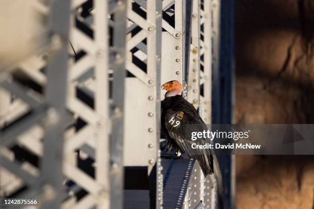 Rare and critically endangered California condor perches on the spans of the historic Navajo bridge over the drought-stricken Colorado River on...