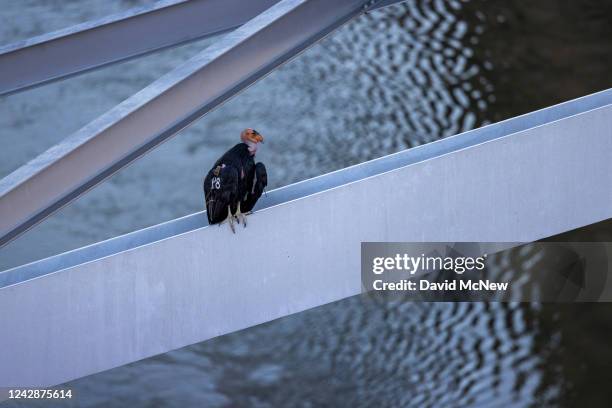 Rare and critically endangered California condor perches on the spans of the historic Navajo bridge over the drought-stricken Colorado River on...