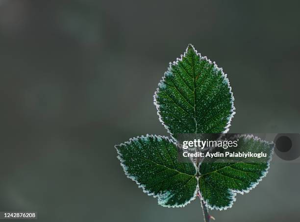 frozen leaf - lovely frozen leaves stock pictures, royalty-free photos & images