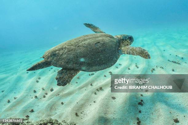 51,129 Under Water And Land Animals Photos and Premium High Res Pictures -  Getty Images
