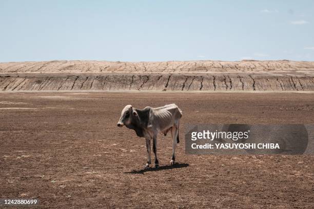An emaciated cow stands at the bottom of the water pan that has been dried up for 4 months in Iresteno, a bordering town with Ethiopia, on September...