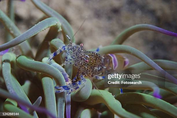 anemone prawn (periclimenes sagittifer) in snakelocks anemone anemonia viridis, jersey, channel islands, uk - anemonia viridis stock pictures, royalty-free photos & images