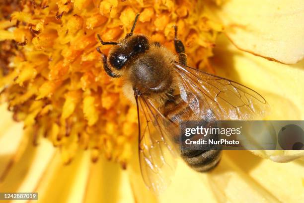 Honeybee pollinating a flower in Markham, Ontario, Canada, on August 27, 2022.