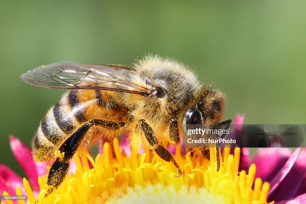 Honeybee Pollinating A Flower
