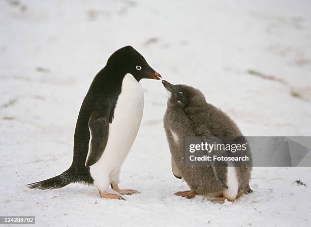 penguin - baby penguin imagens e fotografias de stock