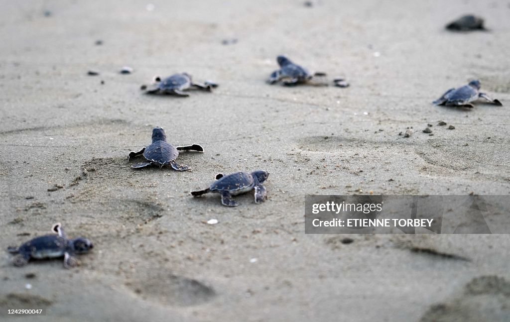 CYPRUS-NATURE-SEA TURTLE