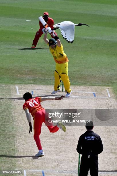 An Ibis bird flys by as Australia's batsman Steve Smith bats during the third one-day international cricket match between Australia and Zimbabwe at...