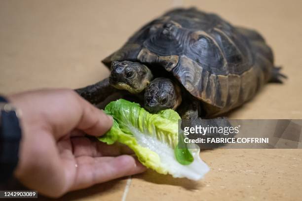 Janus, the Geneva Museum of Natural History's two-headed Greek tortoise enjoys salad on September 3, 2022 on the day of its 25th birthday, reaching...
