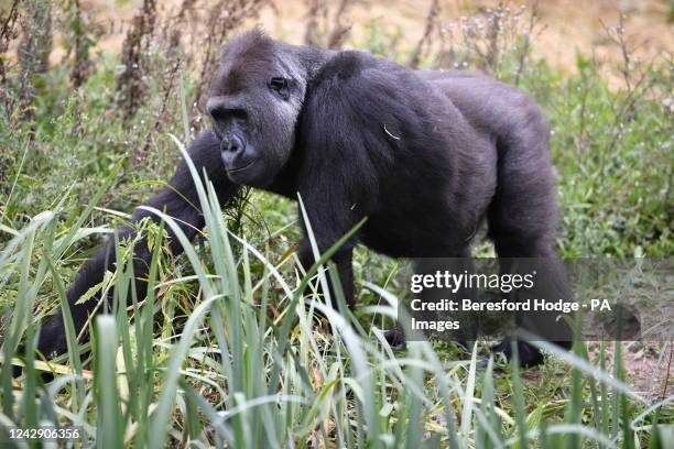 Western lowland gorilla at Bristol Zoo Gardens on it's last day open to the public. The attraction is to close after 186 years and is set to move to...