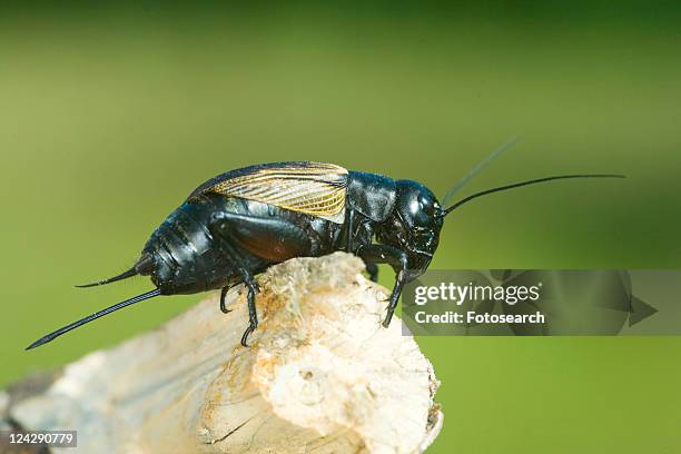 field cricket, animal, fauna, campestris, animals, alfred - gryllus campestris stock pictures, royalty-free photos & images